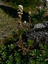 Partridgefoot (Luetkea pectinata)