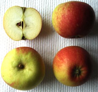 Alkmene (apple) Flowering plant cultivar