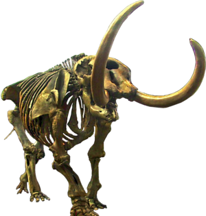 Mammut americanum