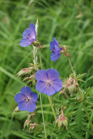 <i>Geranium pratense</i> Species of flowering plant