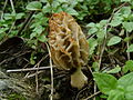 Morchella rufobrunnea