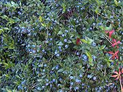 Myrtus communis