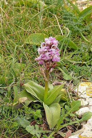 <i>Neotinea</i> Genus of orchids