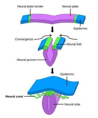 <span class="mw-page-title-main">Neural tube</span> Developmental precursor to the central nervous system