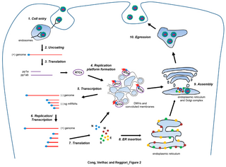 <i>Nidovirales</i> Order of positive-sense, single-stranded RNA viruses