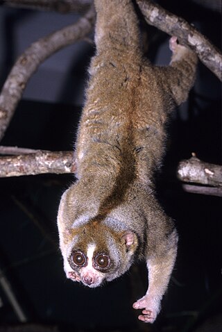 <span class="mw-page-title-main">Slow loris</span> Genus of primates from Southeast Asia