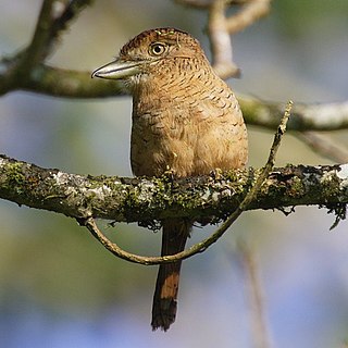 <i>Nystalus</i> Genus of birds