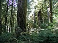 Image 25Old-growth forest in the Opal Creek Wilderness, a wilderness area located in the Willamette National Forest in the U.S. state of Oregon, on the border of Mount Hood National Forest. It has the largest uncut watershed in Oregon. (from Old-growth forest)