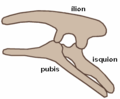 Estructura pélvica en Ornithischia (lateral izquierdo).