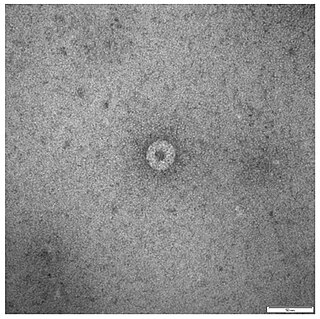 <span class="mw-page-title-main">Palm Creek virus</span> Species of virus