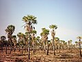 Palmar cerca de Resistencia, Chaco