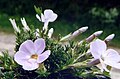 Phlox caespitosa