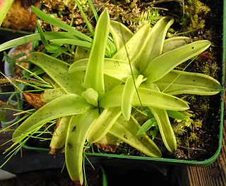 <i>Pinguicula lutea</i> Species of carnivorous plant