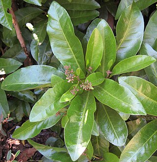 <i>Pisonia</i> Genus of flowering plants