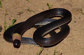 <i>Polemon</i> (snake) Genus of snakes