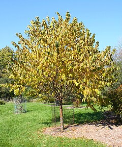 Description de l'image Prunus_maximowiczii.JPG.