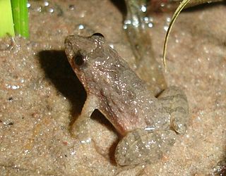 <i>Pseudopaludicola</i> Genus of amphibians