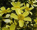 Ranunculus cortusifolius