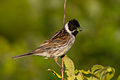 male breeding plumage