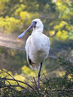 Karaliskais karošknābis (Platalea regia)