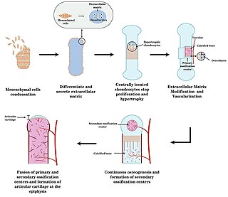 <span class="mw-page-title-main">Endochondral ossification</span> Cartilaginous bone development that forms the long bones