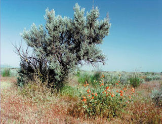 <span class="mw-page-title-main">Shrub–steppe</span> Arid grassland