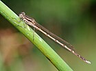 Sympecma fusca (Gemeine Winterlibelle, Männchen) [D]