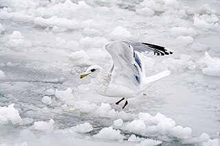 <span class="mw-page-title-main">Thayer's gull</span> Subspecies of bird