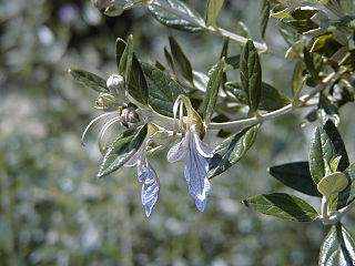 <span class="mw-page-title-main">Ajugoideae</span> Subfamily of flowering plants in the sage family Lamiaceae