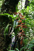 Tillandsia excelsa