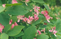 Rusokuusama (Lonicera tatarica)