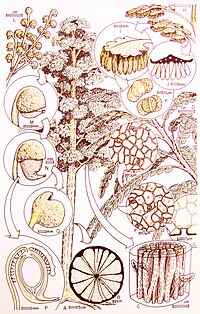 Umkomasia macleanii reconstruction with pollen organs (Pteruchus africanus) and leaves (Dicroidium odontopteroides) from the Late Triassic, Molteno Formation of South Africa Umkomasia macleani reconstruction.jpg