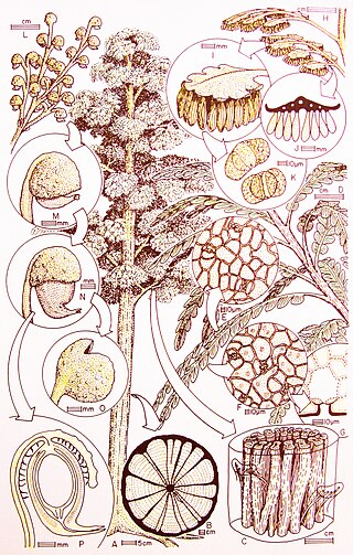 <span class="mw-page-title-main">Corystospermaceae</span> Extinct family of seed ferns