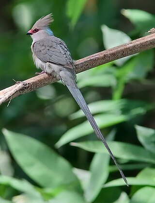 <span class="mw-page-title-main">Mousebird</span> Order of birds