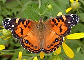 Vanessa virginiensis (American painted lady) Adult, dorsal view.