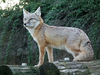 Corsac fox