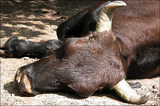 <span class="mw-page-title-main">Bovid hybrid</span> Crossbreeds in the bovid family