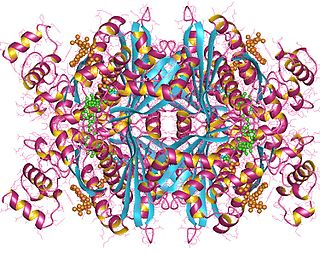 <span class="mw-page-title-main">Hydroxymethylglutaryl-CoA reductase (NADPH)</span>