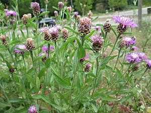 Fleurs de Centaurée jacée.