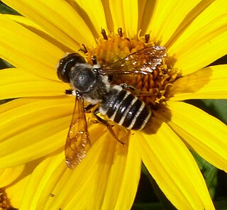 <i>Megachile pugnata</i> Species of leafcutter bee (Megachile)