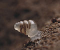 Image 11The microscopic cave snail Zospeum tholussum, found at depths of 743 to 1,392 m (2,438 to 4,567 ft) in the Lukina Jama–Trojama cave system of Croatia, is completely blind with a translucent shell (from Fauna)