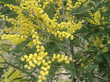 The mimosa (technically, the Silver Wattle) is the symbol of the celebrations of Women's day in Italy and Russia