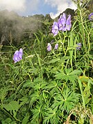 Aconitum zigzag