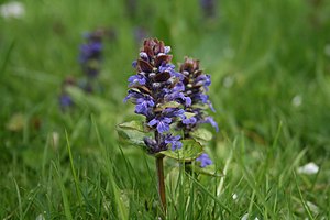 Ajuga reptans.