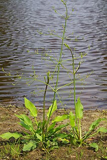 Alismatales Order of herbaceous flowering plants of marshy and aquatic habitats