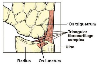 <span class="mw-page-title-main">Triangular fibrocartilage</span> Anatomical feature in the wrist