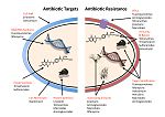 Thumbnail for File:Antibiotic resistance mechanisms.jpg