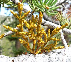 Foliage, with Arceuthobium abietinum infestation, Spring Mountains, southern Nevada