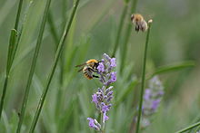 Bees Gathering Pollen.jpg