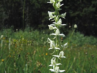 Platanthera dilatata